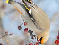 Bohemian Waxwing (Bombycilla garrulus)