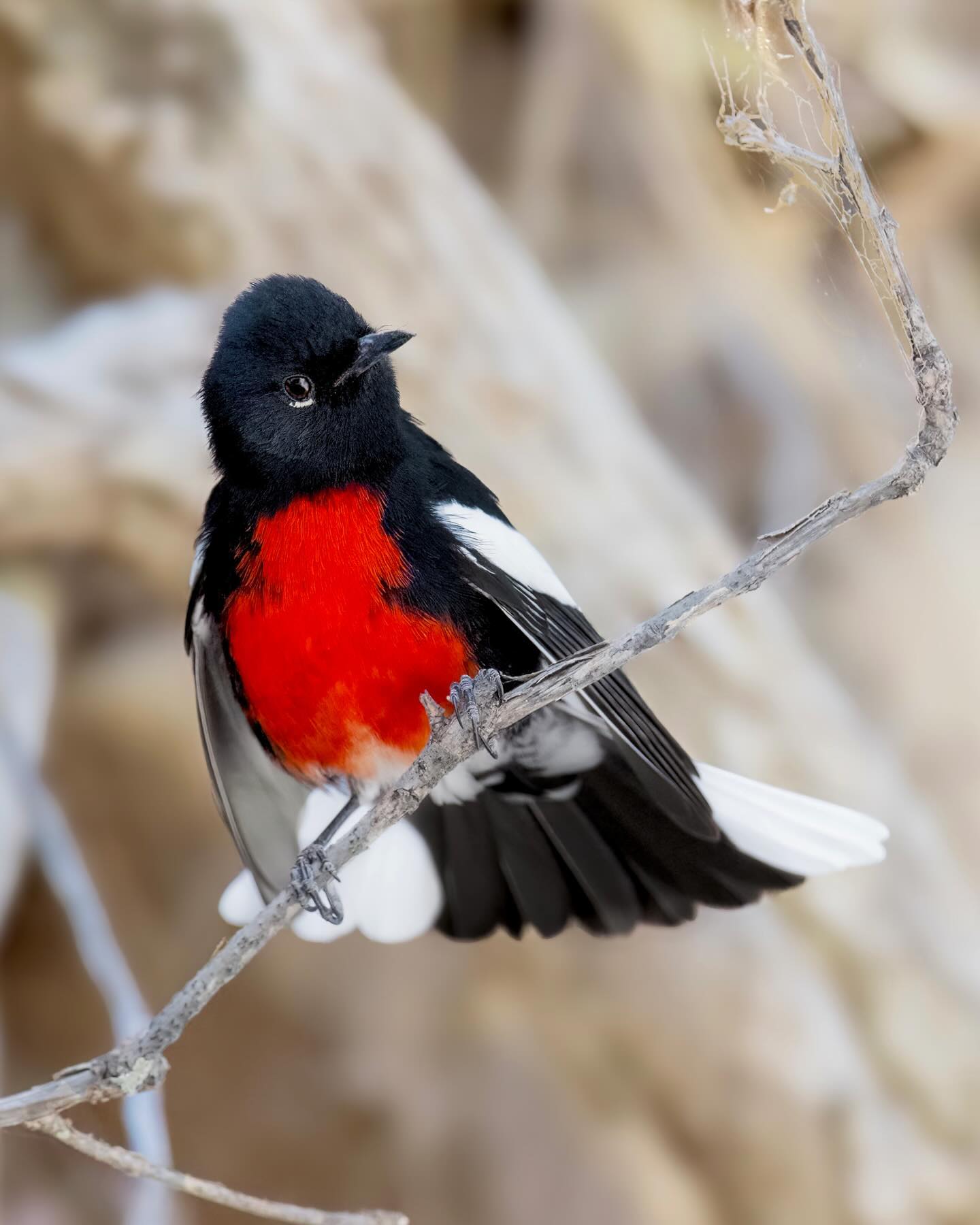 The Painted Redstart (Myioborus pictus)