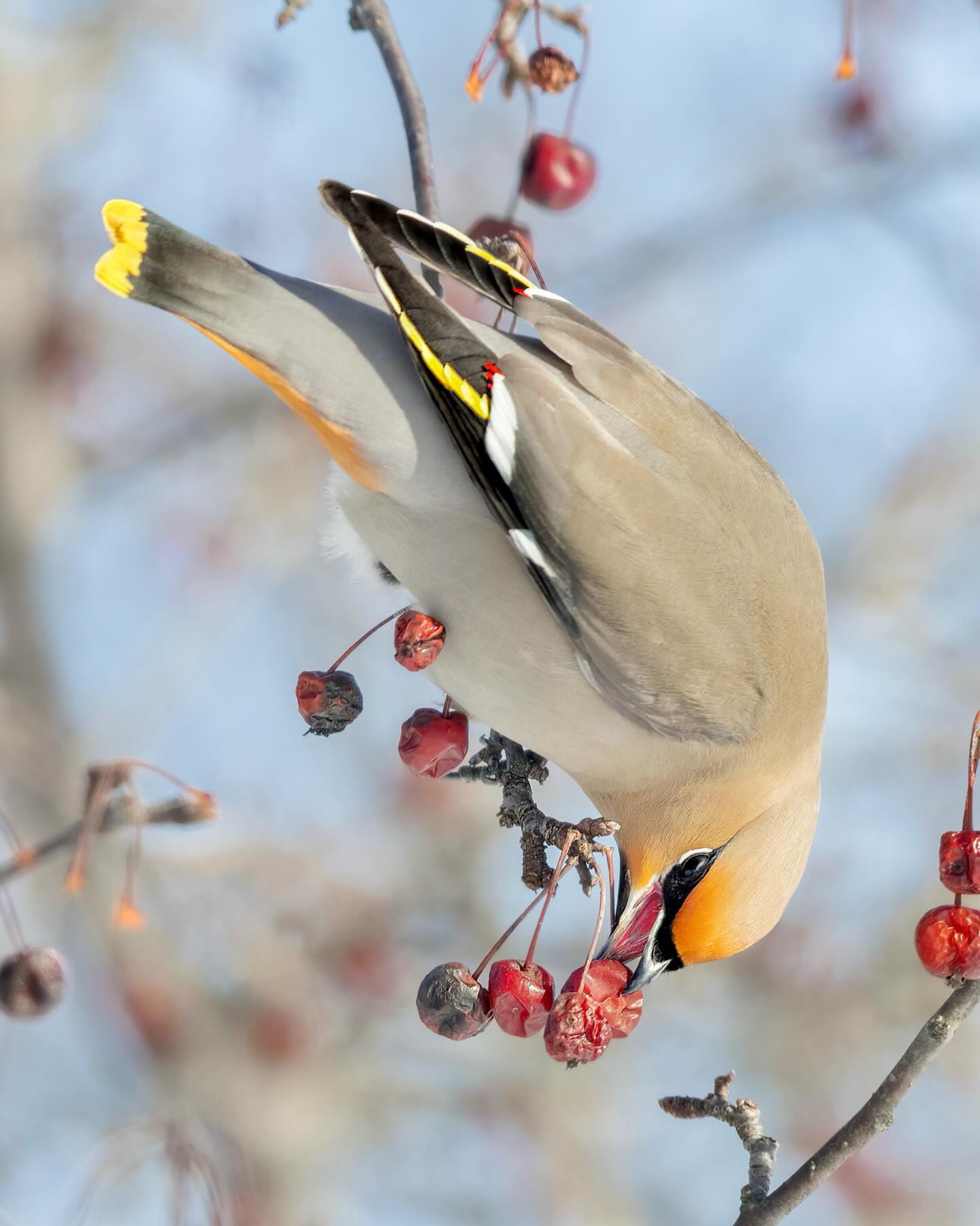 Bohemian Waxwing (Bombycilla garrulus)