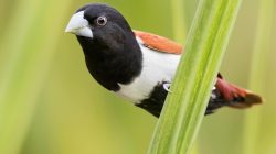 Tricolored Munia (Lonchura malacca)