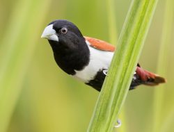 Tricolored Munia (Lonchura malacca)