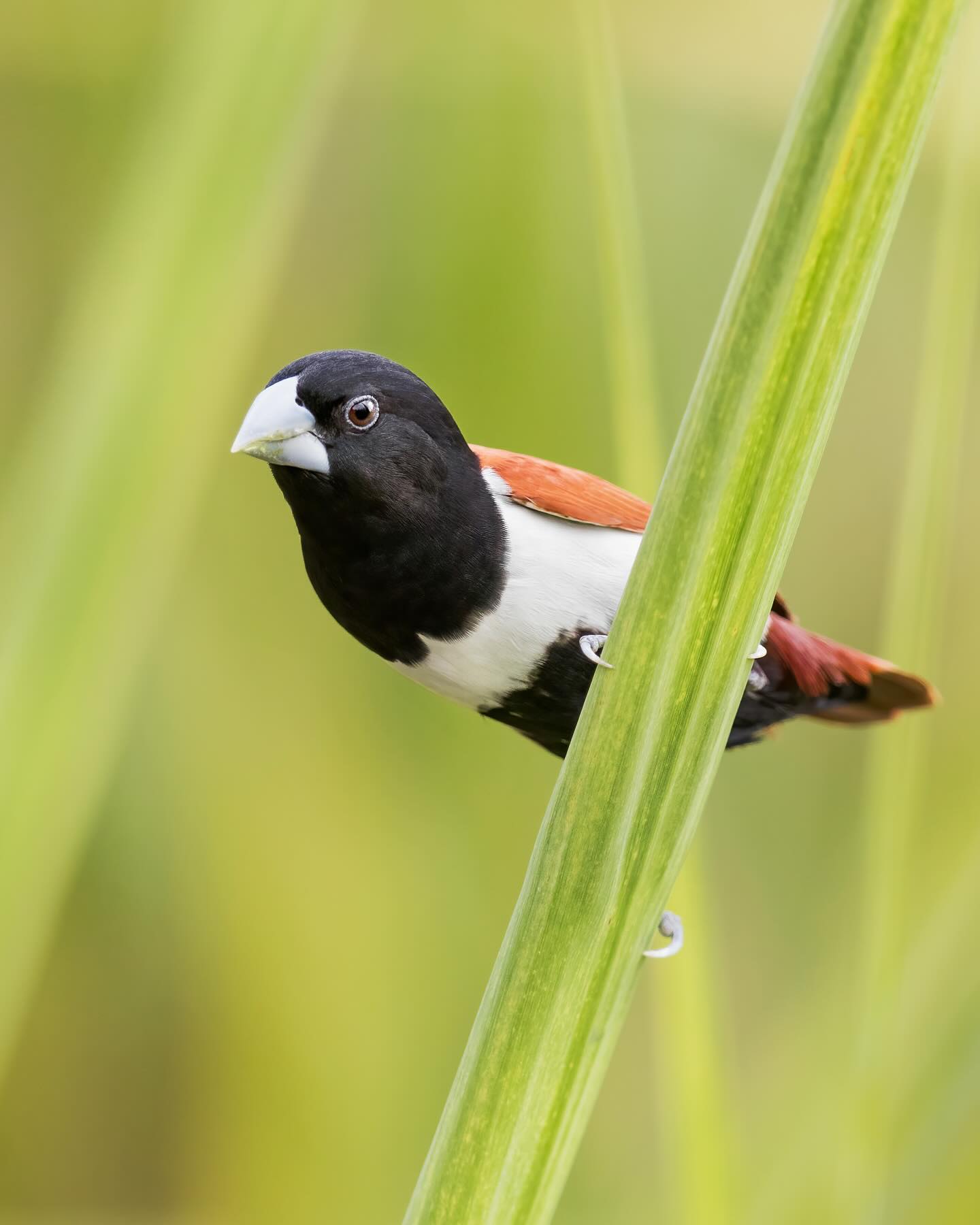 Tricolored Munia (Lonchura malacca)