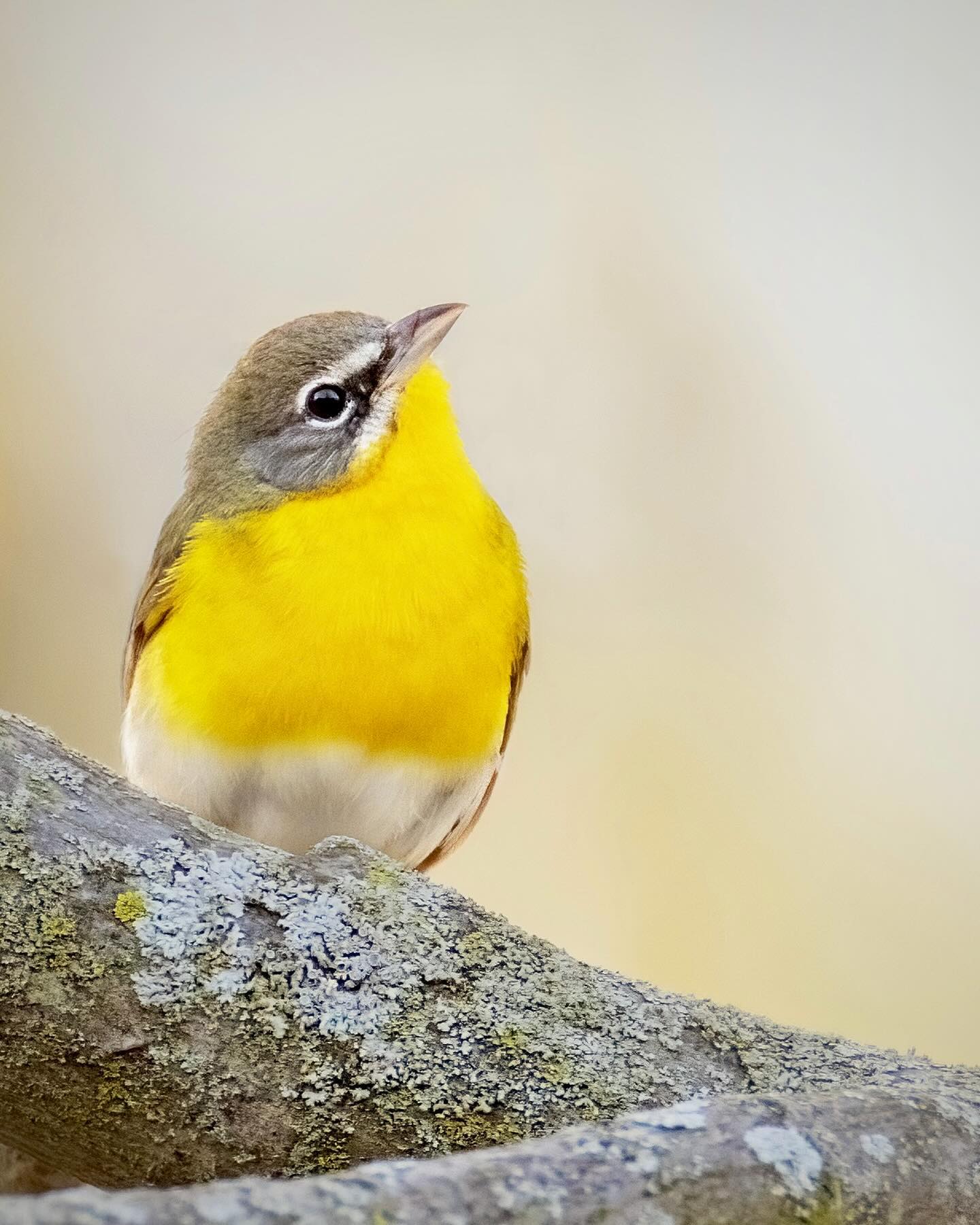 Yellow breasted Chat (𝘐𝘤𝘵𝘦𝘳𝘪𝘢 𝘷𝘪𝘳𝘦𝘯𝘴)