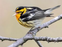 Blackburnian Warbler (Setophaga fusca)